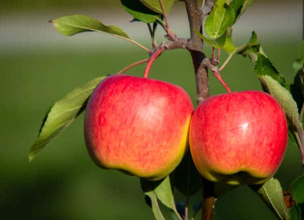 Best Superfoods for Healthy Skin