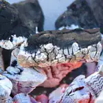 20kg Premium Hardwood Lump Charcoal - Image 3