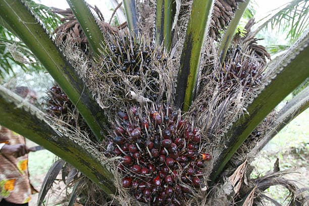 Top Agricultural Products in High Demand