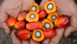 How African Vendors Can Export Agricultural Products