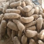 Premium Farm-Fresh Yam (100 Tubers)